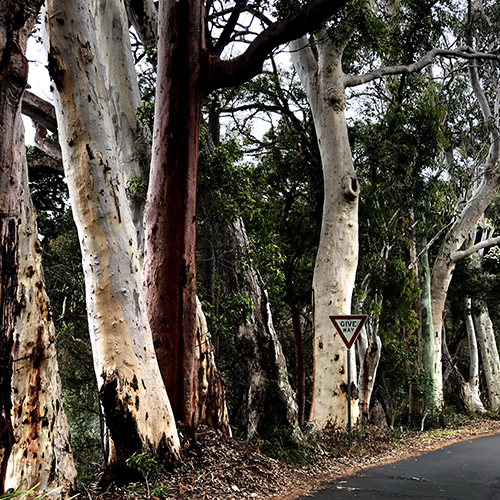 The close-set line of broad-girthed eucalypt trees, their venerable roots supping at water’s edge, each holding its own noble, self-fulfilling pose.